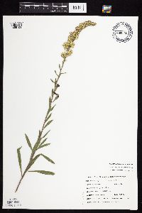 Solidago nemoralis subsp. nemoralis image