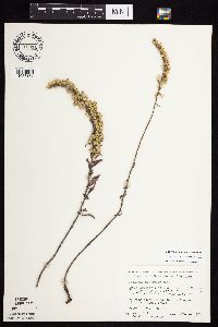 Solidago nemoralis subsp. nemoralis image