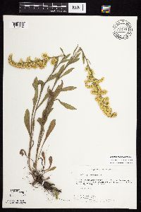 Solidago nemoralis subsp. nemoralis image