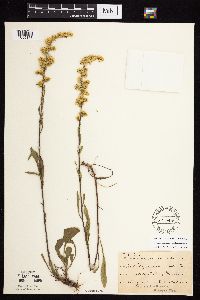 Solidago nemoralis subsp. nemoralis image
