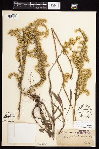 Solidago nemoralis subsp. nemoralis image