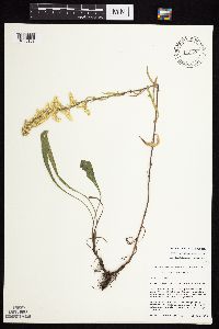Solidago nemoralis subsp. nemoralis image