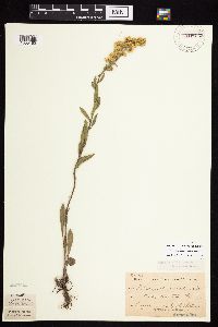 Solidago nemoralis subsp. nemoralis image