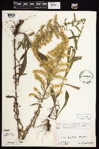 Solidago nemoralis subsp. nemoralis image