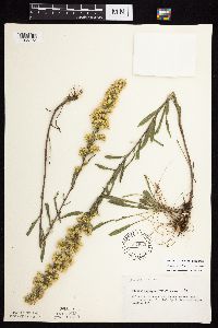 Solidago nemoralis subsp. nemoralis image