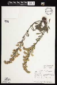 Solidago nemoralis subsp. nemoralis image