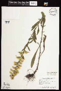 Solidago nemoralis subsp. nemoralis image