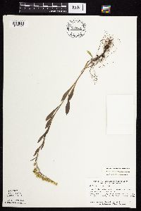 Solidago nemoralis subsp. nemoralis image