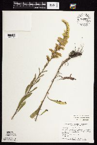 Solidago nemoralis image