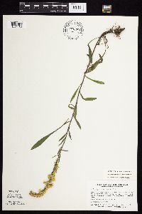Solidago nemoralis subsp. nemoralis image