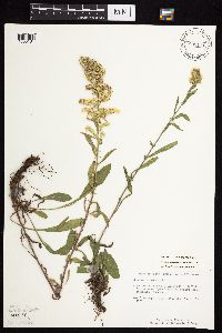 Solidago nemoralis subsp. nemoralis image