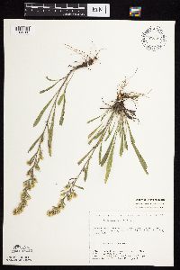 Solidago nemoralis image