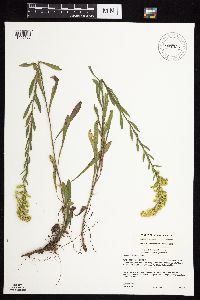 Solidago nemoralis subsp. nemoralis image