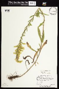 Solidago nemoralis subsp. nemoralis image