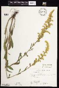 Solidago nemoralis subsp. nemoralis image