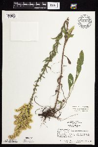 Solidago nemoralis image