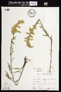Solidago nemoralis subsp. nemoralis image