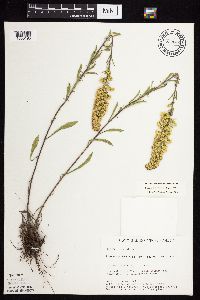 Solidago nemoralis subsp. nemoralis image