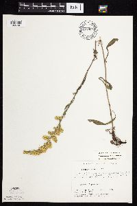 Solidago nemoralis subsp. nemoralis image
