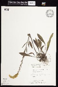 Solidago nemoralis subsp. nemoralis image