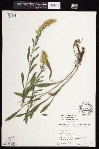 Solidago nemoralis subsp. nemoralis image