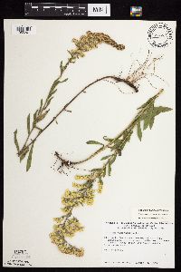 Solidago nemoralis subsp. nemoralis image