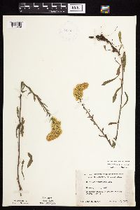 Solidago nemoralis subsp. nemoralis image