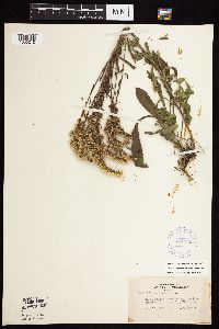 Solidago nemoralis subsp. nemoralis image