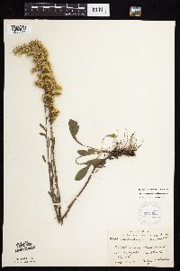 Solidago nemoralis subsp. nemoralis image