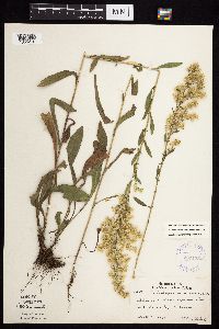 Solidago nemoralis subsp. nemoralis image