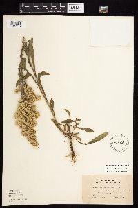 Solidago nemoralis image