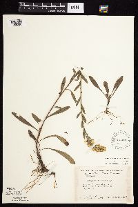 Solidago nemoralis image
