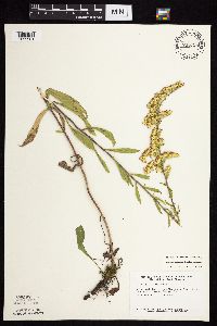 Solidago nemoralis subsp. nemoralis image