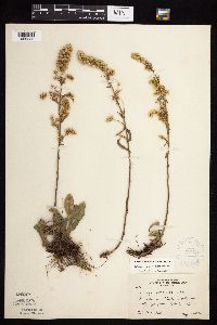 Solidago nemoralis image