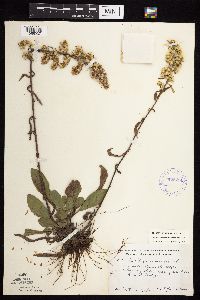 Solidago nemoralis subsp. nemoralis image