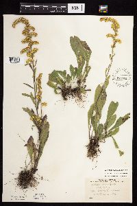 Solidago nemoralis subsp. nemoralis image