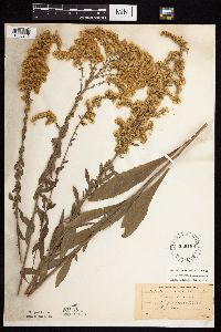 Solidago nemoralis subsp. nemoralis image
