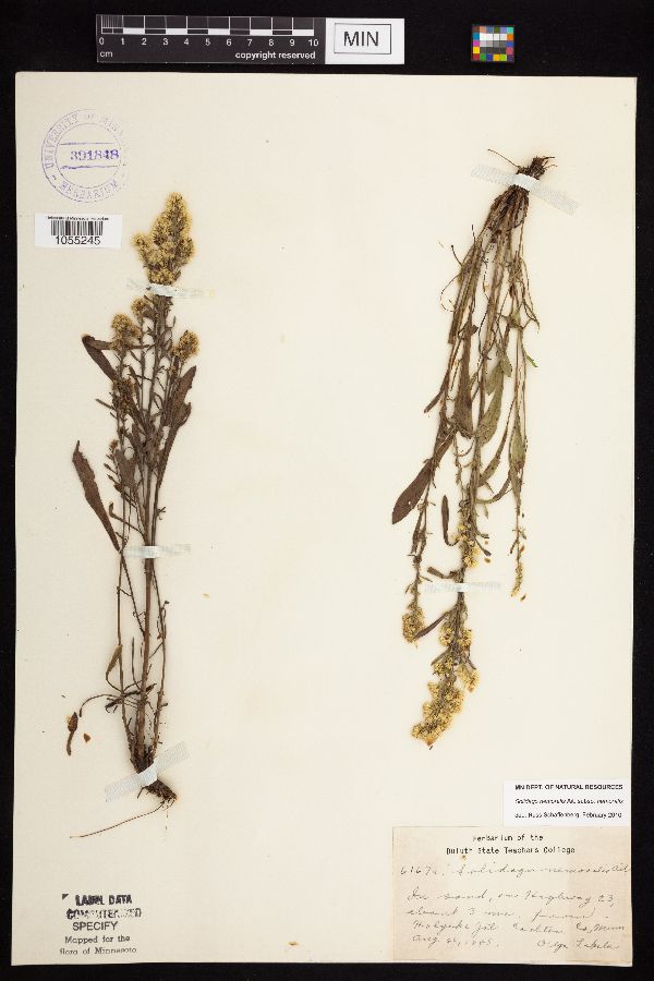Solidago nemoralis subsp. nemoralis image
