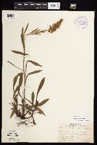 Solidago nemoralis subsp. nemoralis image