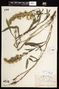 Solidago nemoralis subsp. nemoralis image
