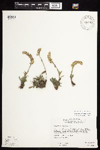 Solidago nemoralis subsp. nemoralis image