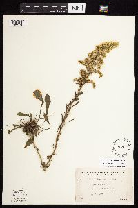 Solidago nemoralis subsp. nemoralis image