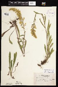 Solidago nemoralis subsp. nemoralis image