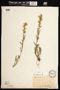 Solidago nemoralis subsp. nemoralis image