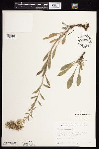 Solidago nemoralis subsp. nemoralis image