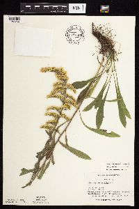 Solidago nemoralis subsp. nemoralis image