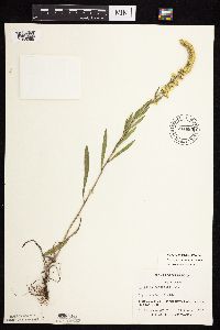 Solidago nemoralis subsp. nemoralis image