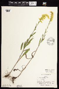 Solidago nemoralis image