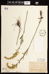 Solidago nemoralis image