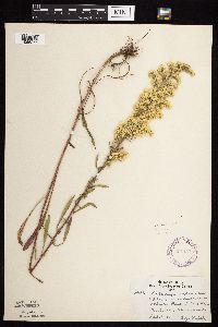 Solidago nemoralis subsp. nemoralis image